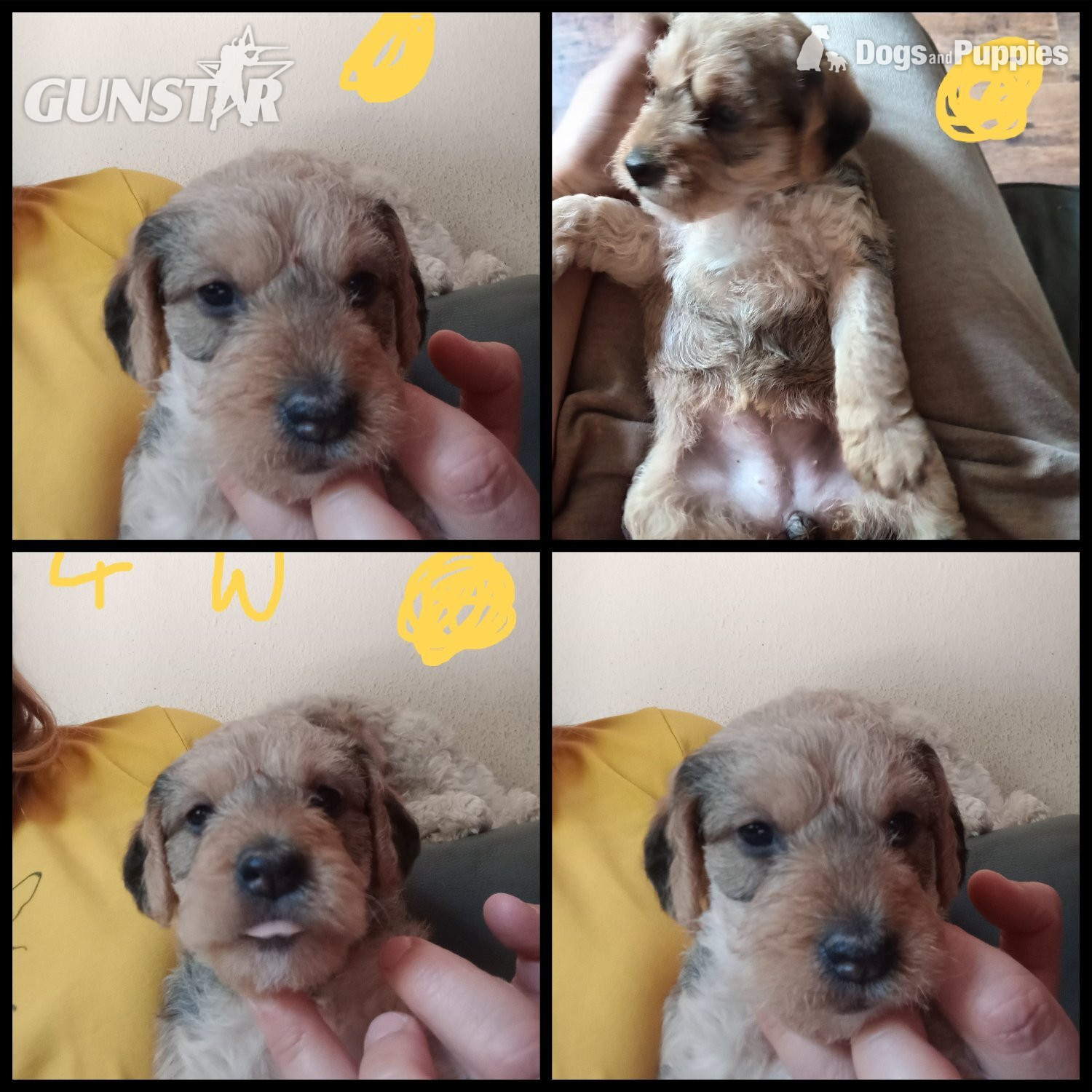 RCockapoo x jack Russell Puppies  in 