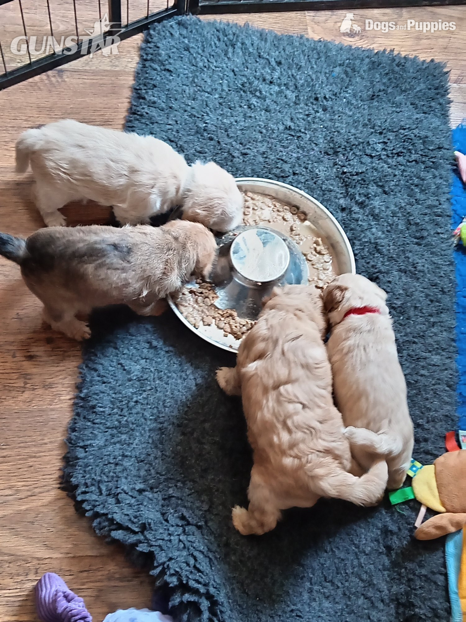 {CATEGORY} - RCockapoo x jack Russell Puppies  in 