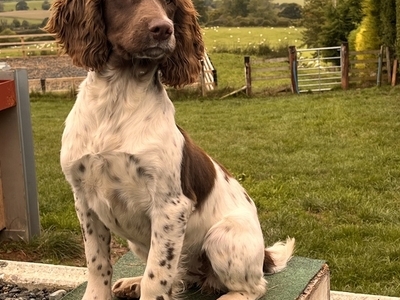 FTCH Sired Bitch Pup