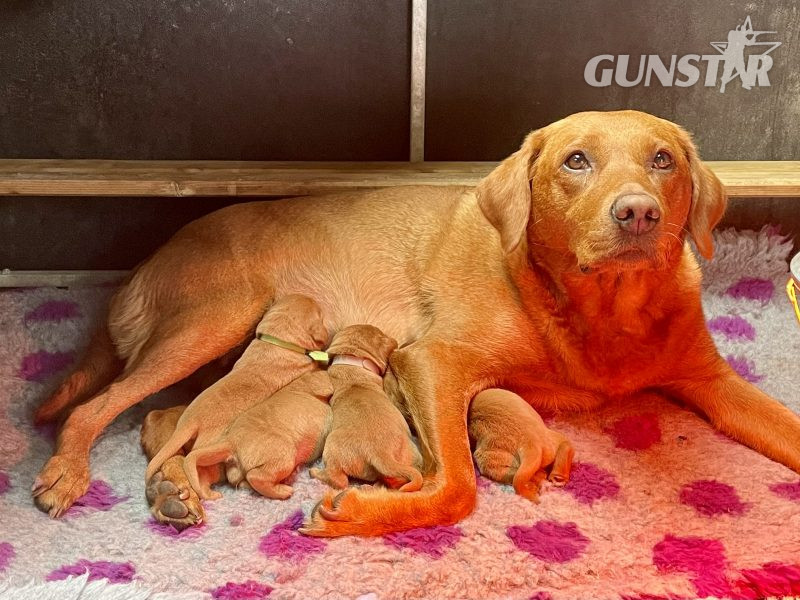 Fox Red Labrador Puppies from Working Parents in 