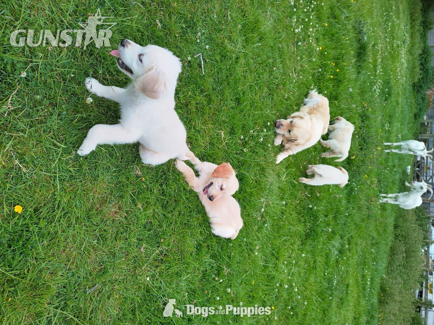  Golden Retriever puppies,vet checked and first vaccination ready 