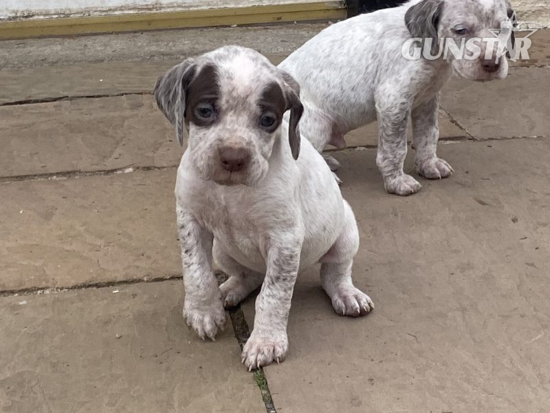 Braque du borbonnais puppies