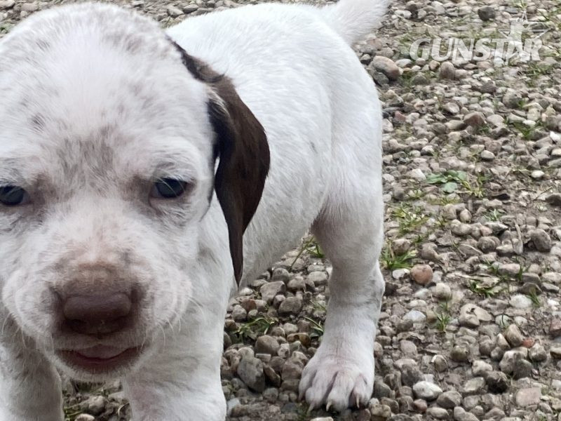{CATEGORY} - Braque du borbonnais puppies in 
