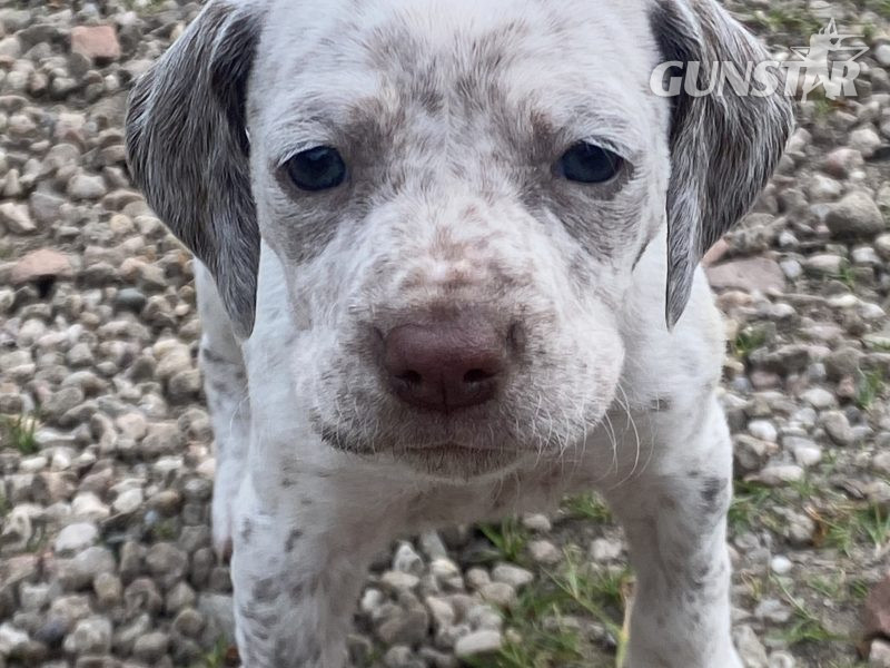 Braque du borbonnais puppies - {CATEGORY}
