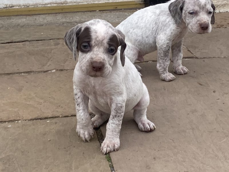 Braque du borbonnais puppies