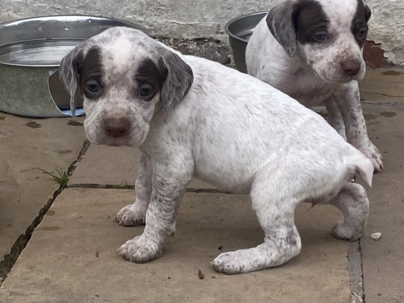 Braque du borbonnais puppies - {CATEGORY} in 