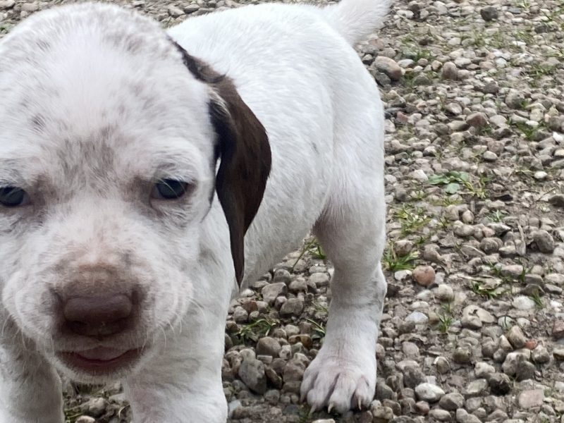 {CATEGORY} - Braque du borbonnais puppies in 