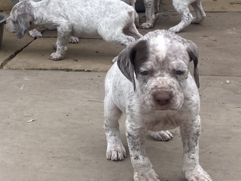 {CATEGORY} - Braque du borbonnais puppies