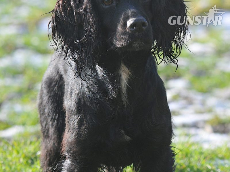 FTAW X OFTW PUPPIES ALL SOLD - {CATEGORY} in 