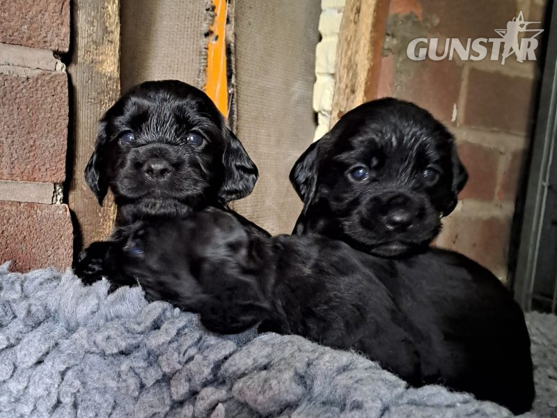 FTAW X OFTW PUPPIES ALL SOLD - {CATEGORY}