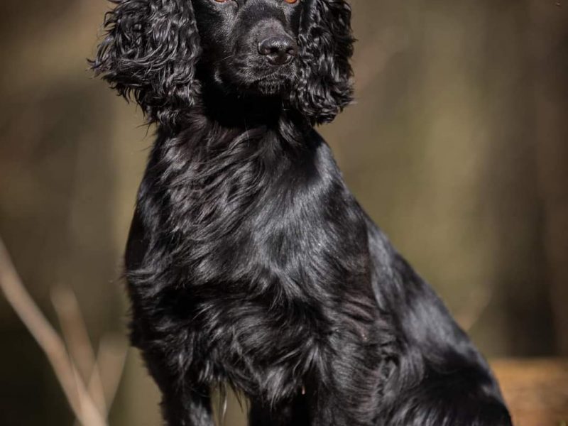  FTAW X OFTW PUPPIES ALL SOLD