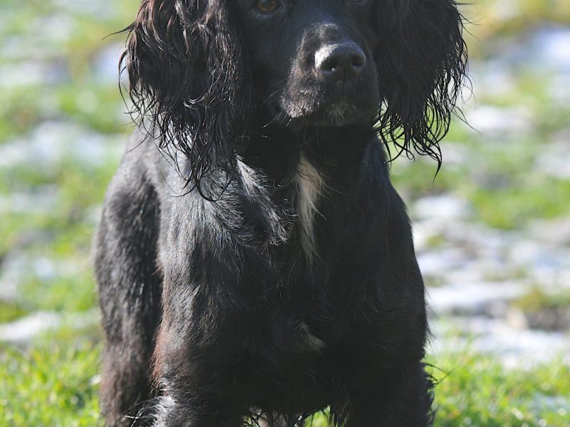 FTAW X OFTW PUPPIES ALL SOLD - {CATEGORY} in 