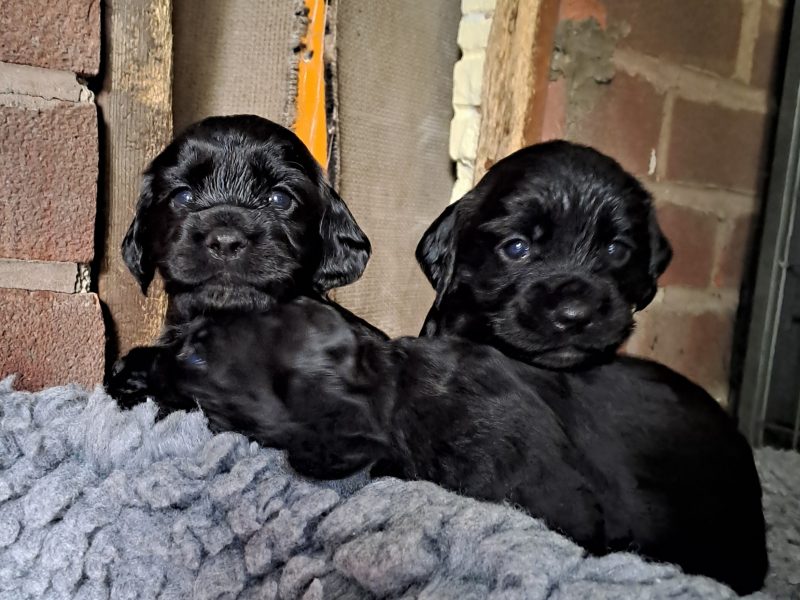 FTAW X OFTW PUPPIES ALL SOLD - {CATEGORY}