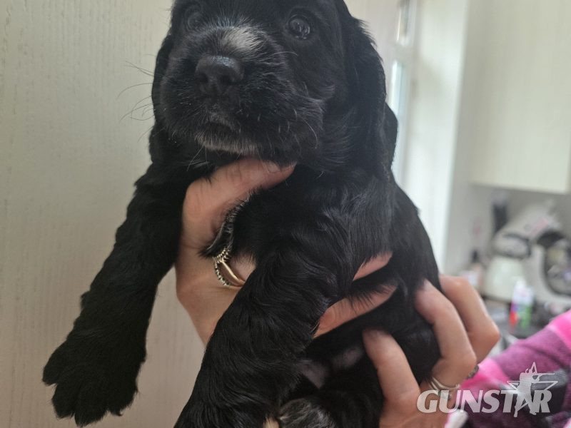 Incredible working cocker spaniel puppies kc registered - {CATEGORY} in 