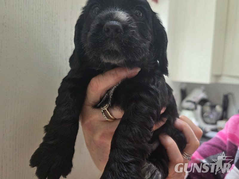 Incredible working cocker spaniel puppies kc registered in 