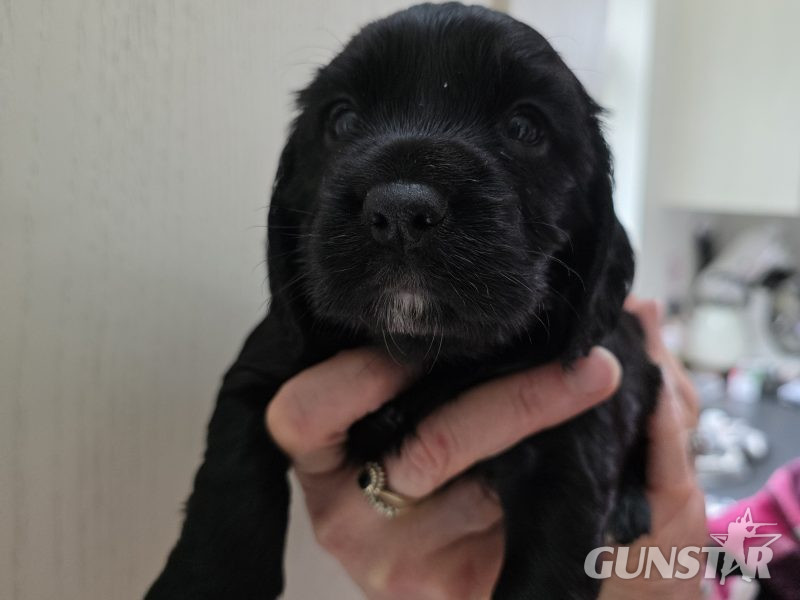 Incredible working cocker spaniel puppies kc registered - {CATEGORY}