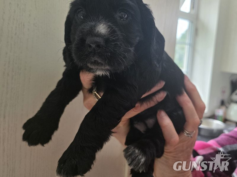 Incredible working cocker spaniel puppies kc registered 