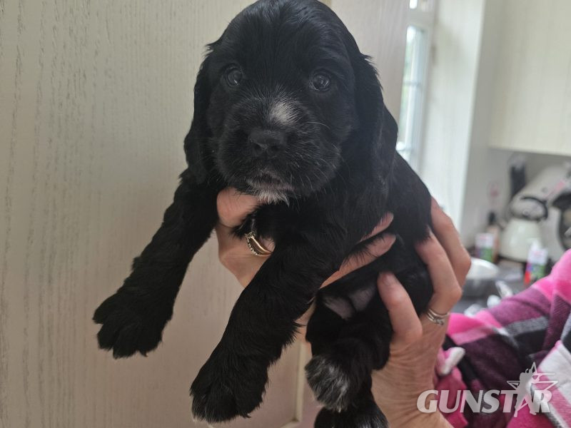  Incredible working cocker spaniel puppies kc registered