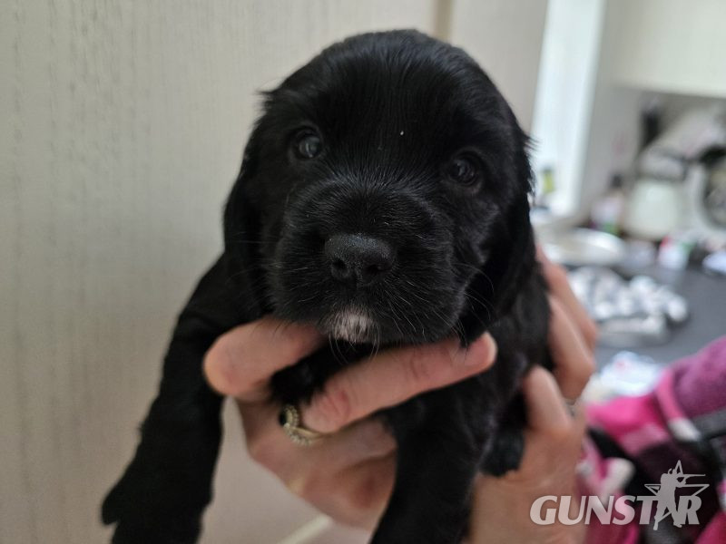 {CATEGORY} - Incredible working cocker spaniel puppies kc registered