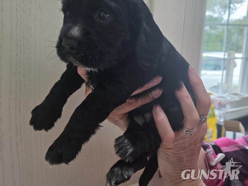 {CATEGORY} - Incredible working cocker spaniel puppies kc registered in 