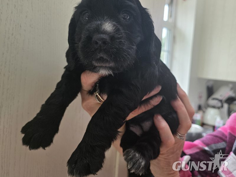 Incredible working cocker spaniel puppies kc registered