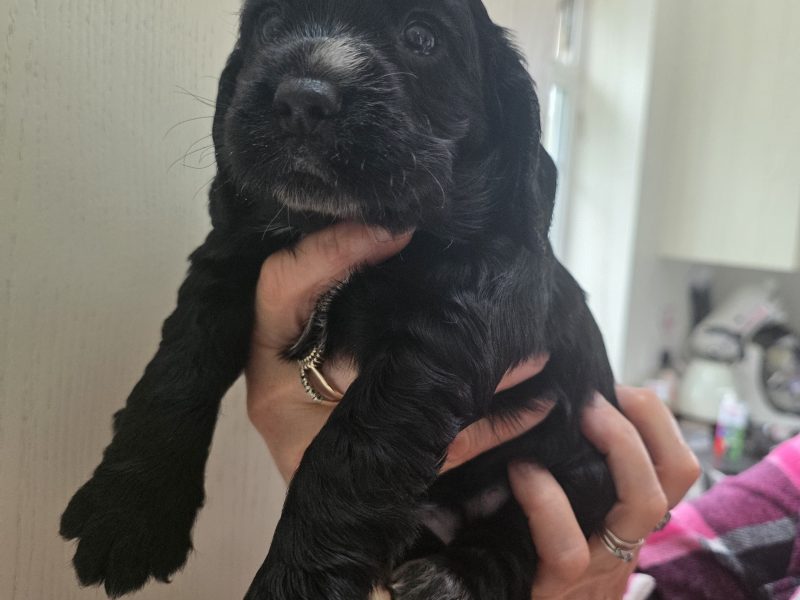 Incredible working cocker spaniel puppies kc registered - {CATEGORY} in 