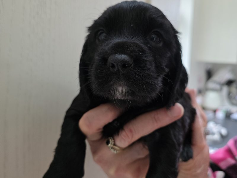 Incredible working cocker spaniel puppies kc registered - {CATEGORY}
