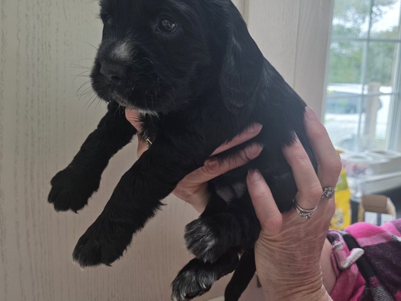 {CATEGORY} - Incredible working cocker spaniel puppies kc registered in 