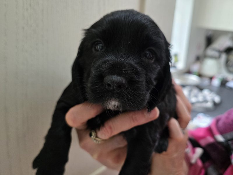 {CATEGORY} - Incredible working cocker spaniel puppies kc registered