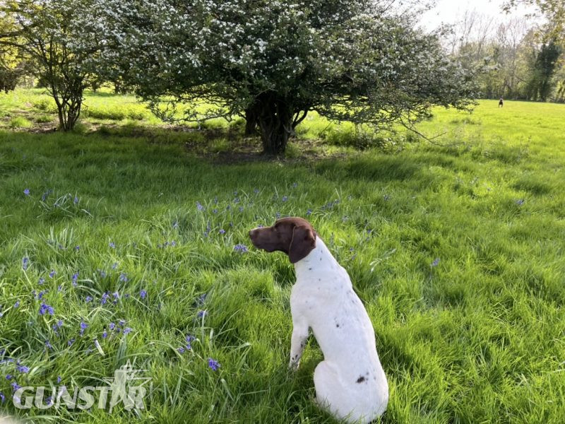 Cornbrash Gundogs - {CATEGORY} in 