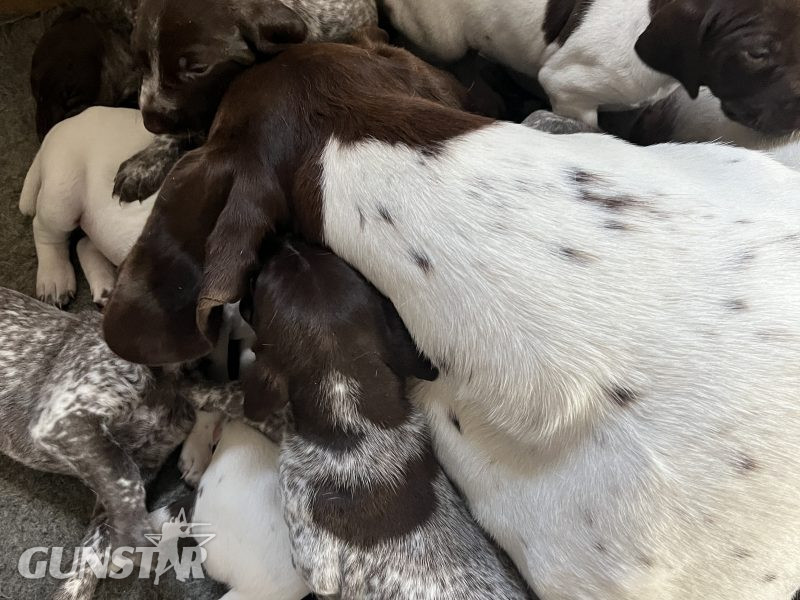 Cornbrash Gundogs in 