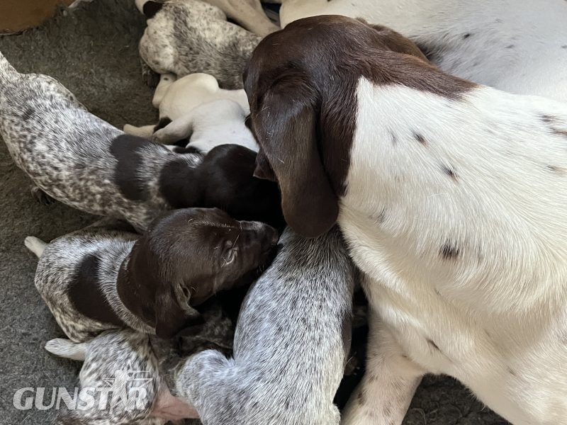Cornbrash Gundogs - {CATEGORY}