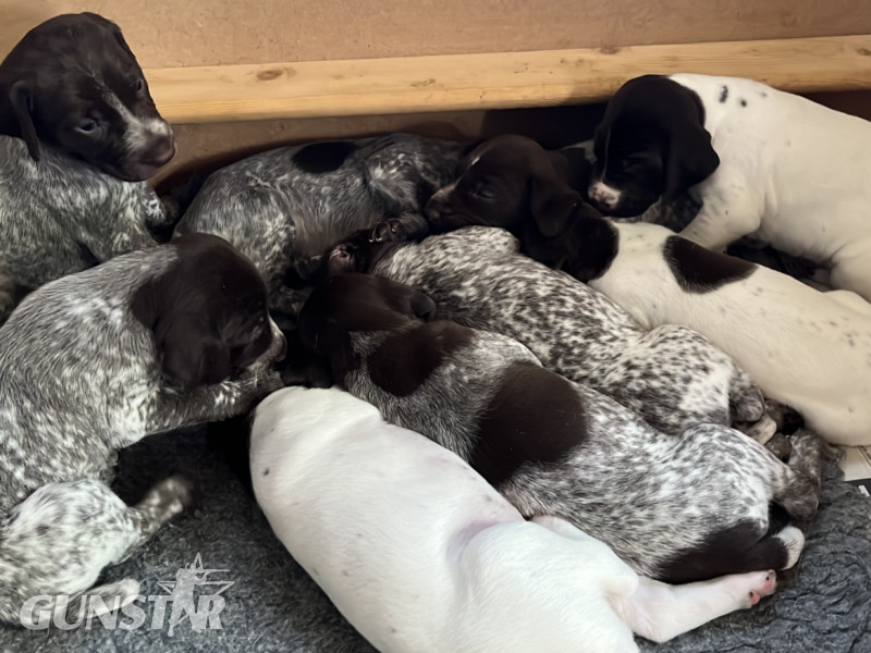  Cornbrash Gundogs
