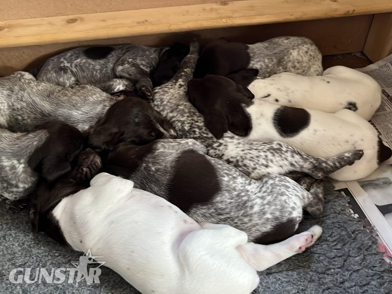 {CATEGORY} - Cornbrash Gundogs in 