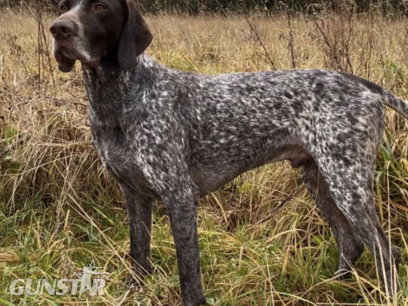 Cornbrash Gundogs