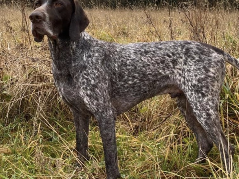 Cornbrash Gundogs