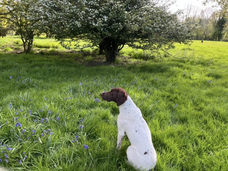 {CATEGORY} - Cornbrash Gundogs