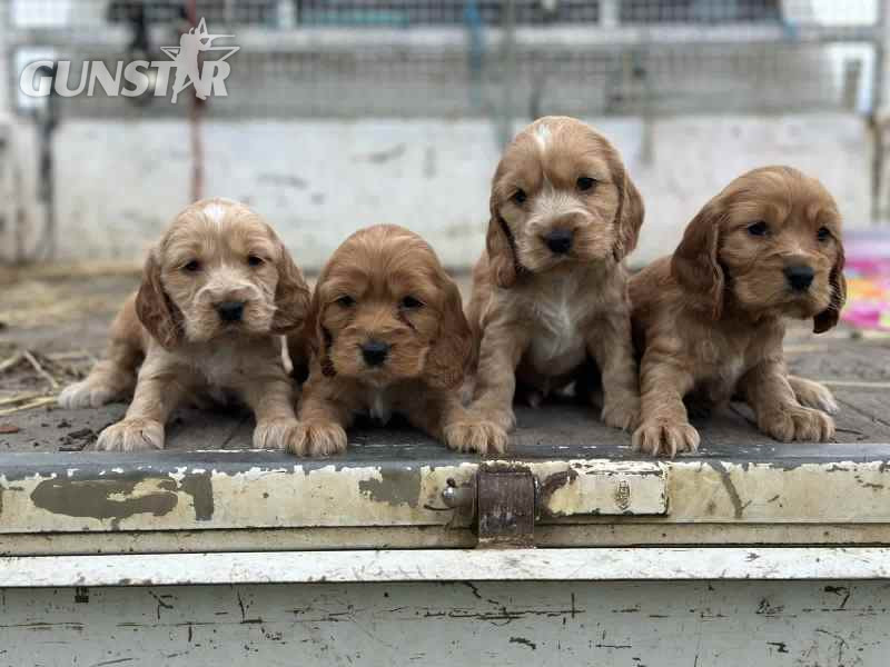 cocker spaniel puppies for sale in 