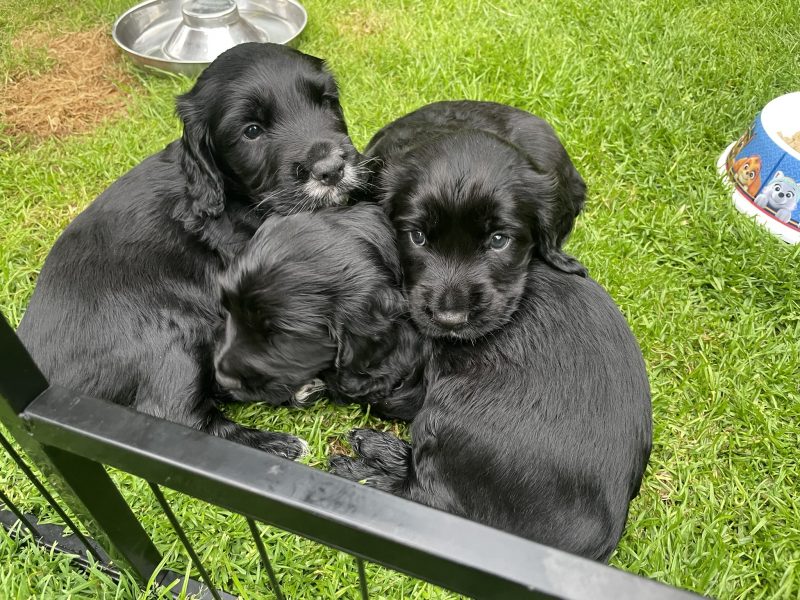 Working Sprocker Spaniels