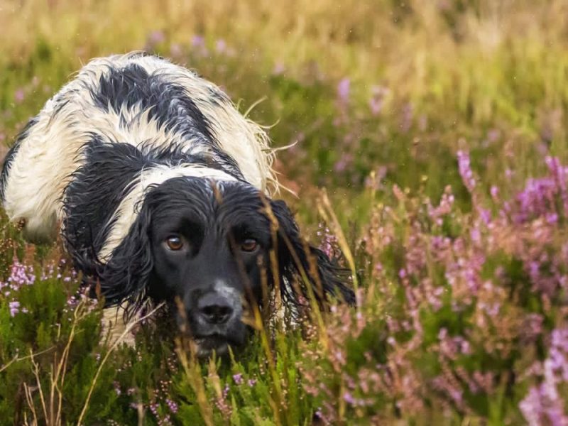 Working Sprocker Spaniels - {CATEGORY} in 