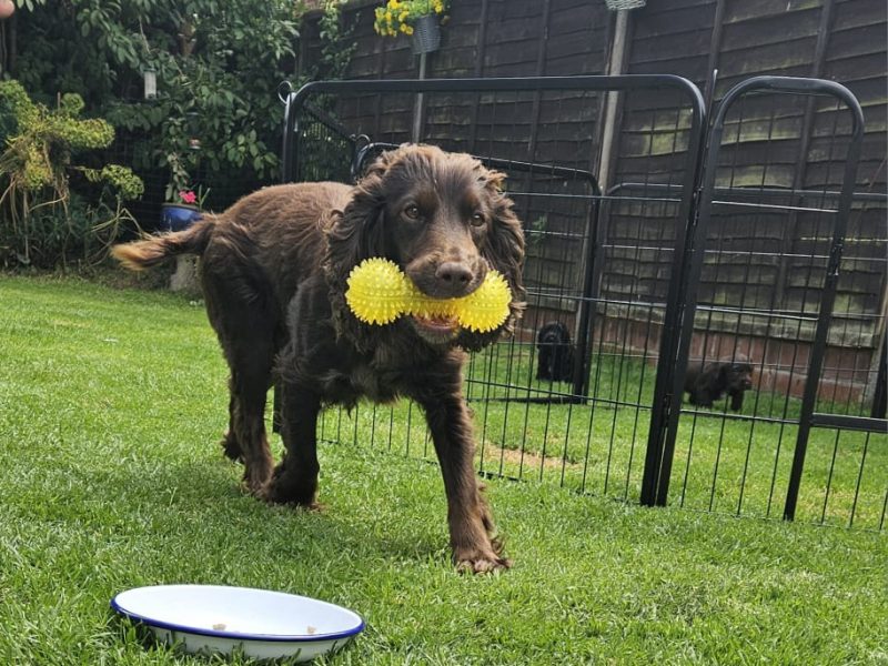 Working Sprocker Spaniels - {CATEGORY}