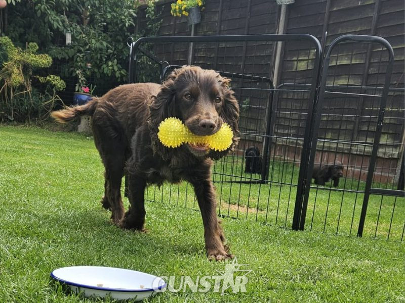Working Sprocker Spaniels - {CATEGORY}
