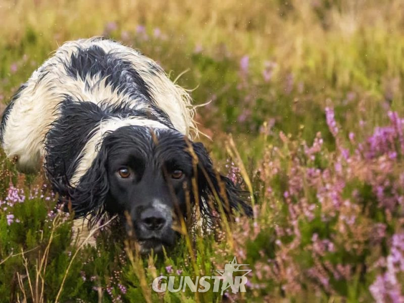 Working Sprocker Spaniels - {CATEGORY} in 