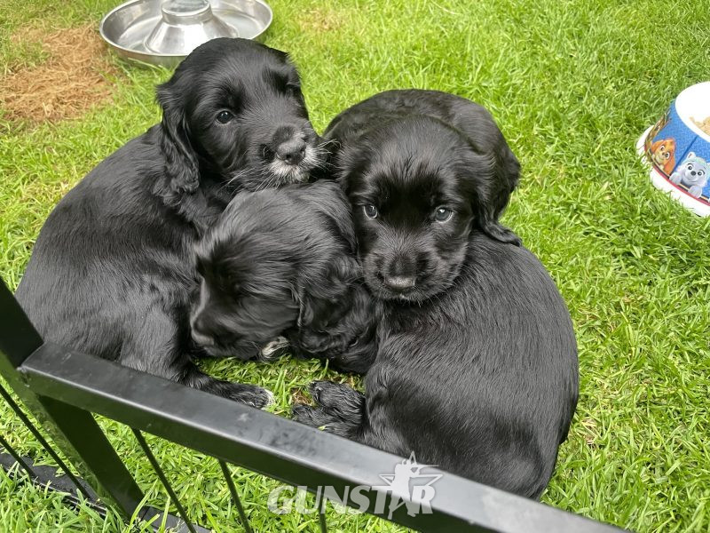 Working Sprocker Spaniels