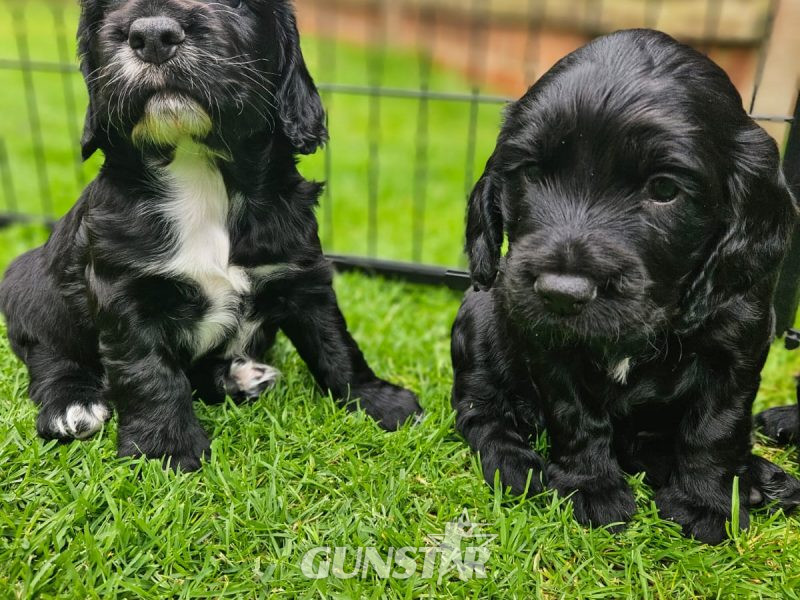 Working Sprocker Spaniels in 