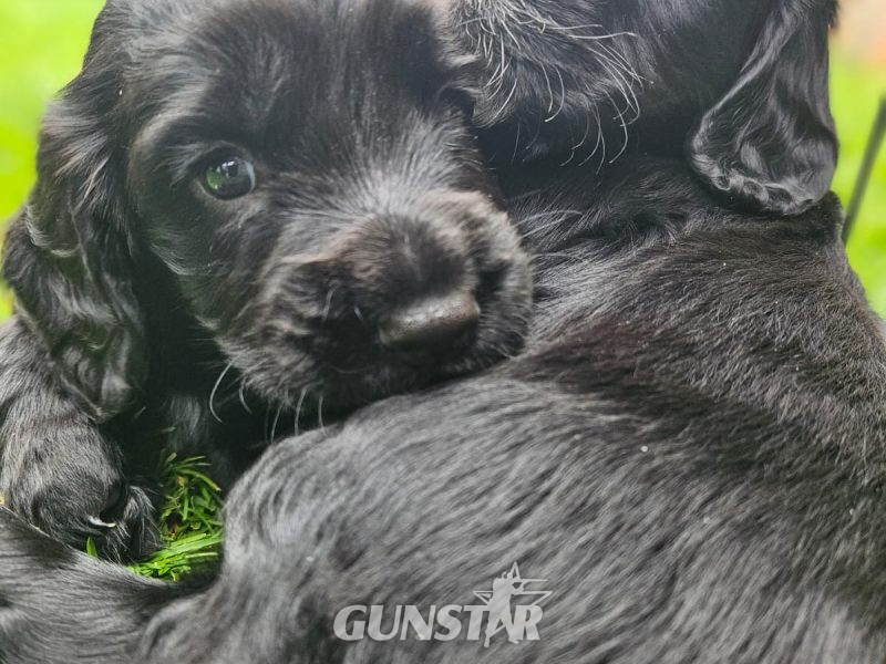  Working Sprocker Spaniels