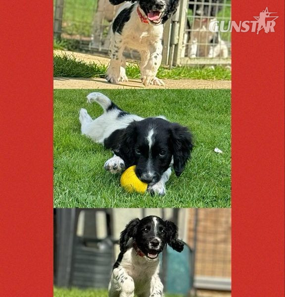 English Springer Spaniels ready to go 