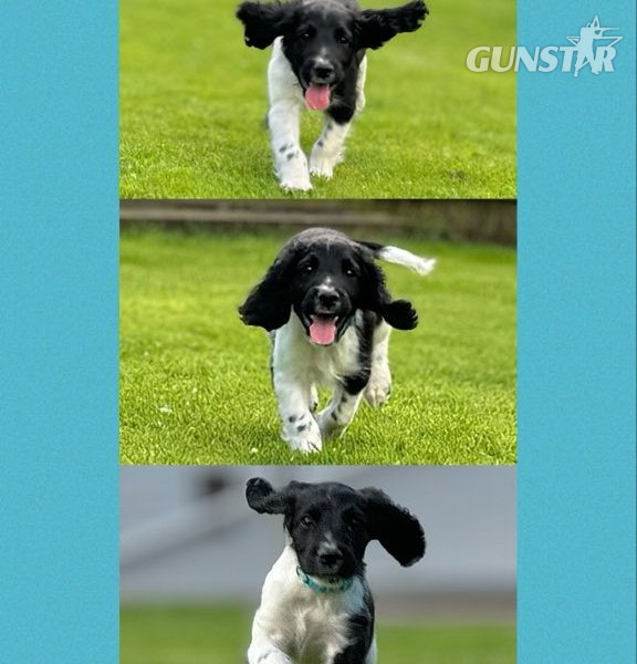 English Springer Spaniels ready to go - {CATEGORY} in 