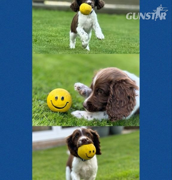 English Springer Spaniels ready to go in 