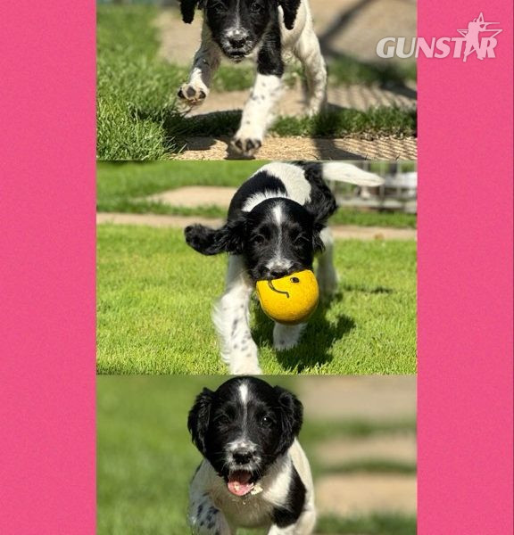 {CATEGORY} - English Springer Spaniels ready to go